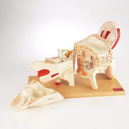 DENOYER-GEPPERT Anatomical Model, Deluxe Eight-Part Ear 0123-00